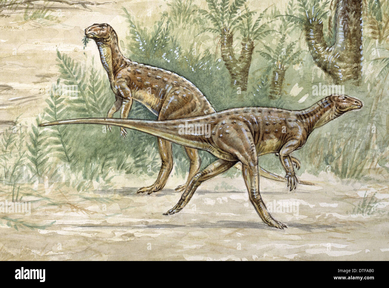 Euornithopoda hires stock photography and images Alamy