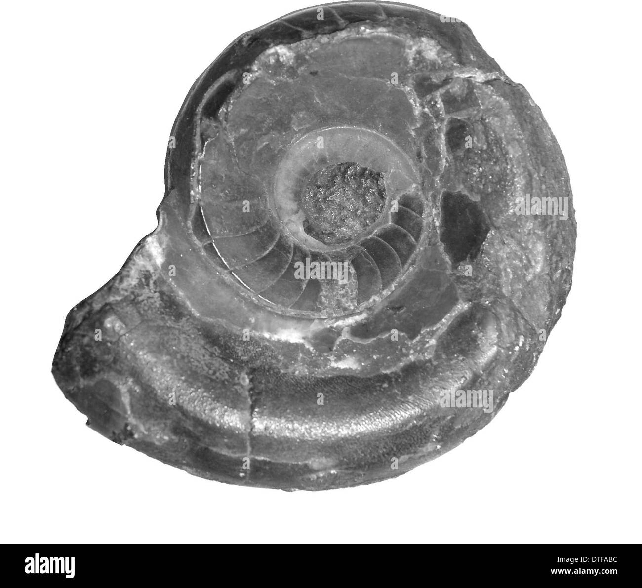 Vestinautilus cariniferous, nautiloid Stock Photo