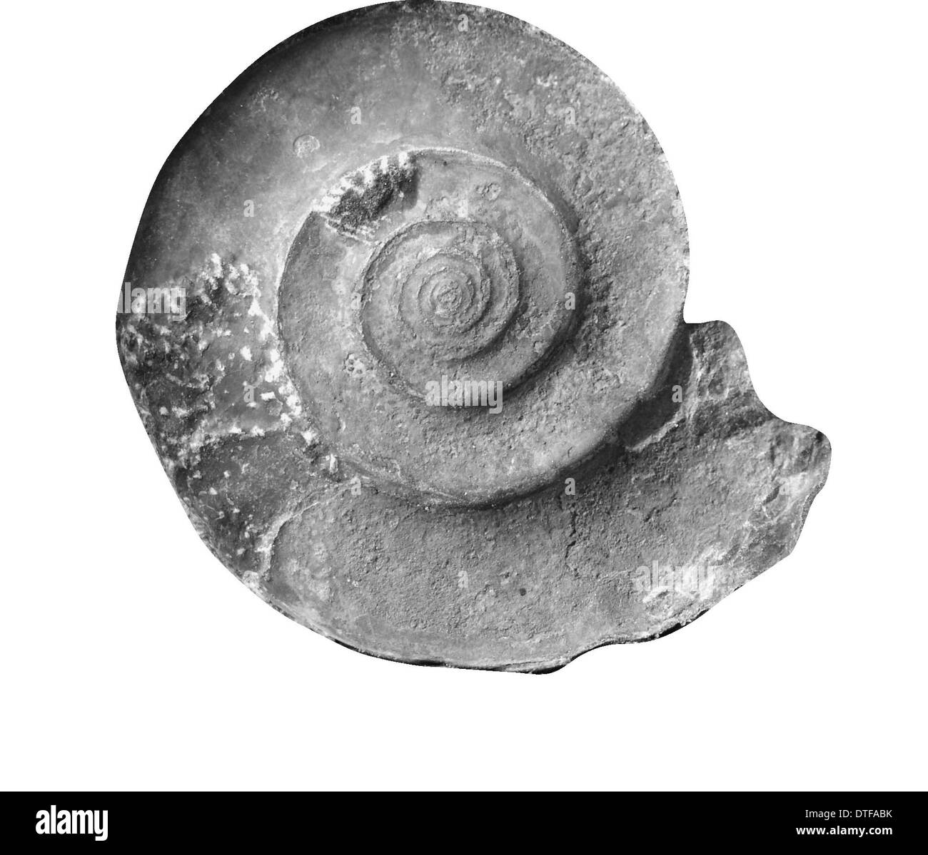Ammonoid cephalopod Black and White Stock Photos & Images - Alamy