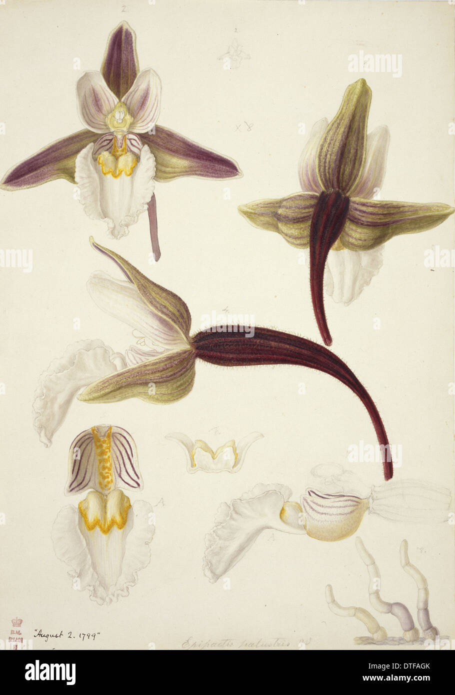 Plate 79 from British Orchids Stock Photo