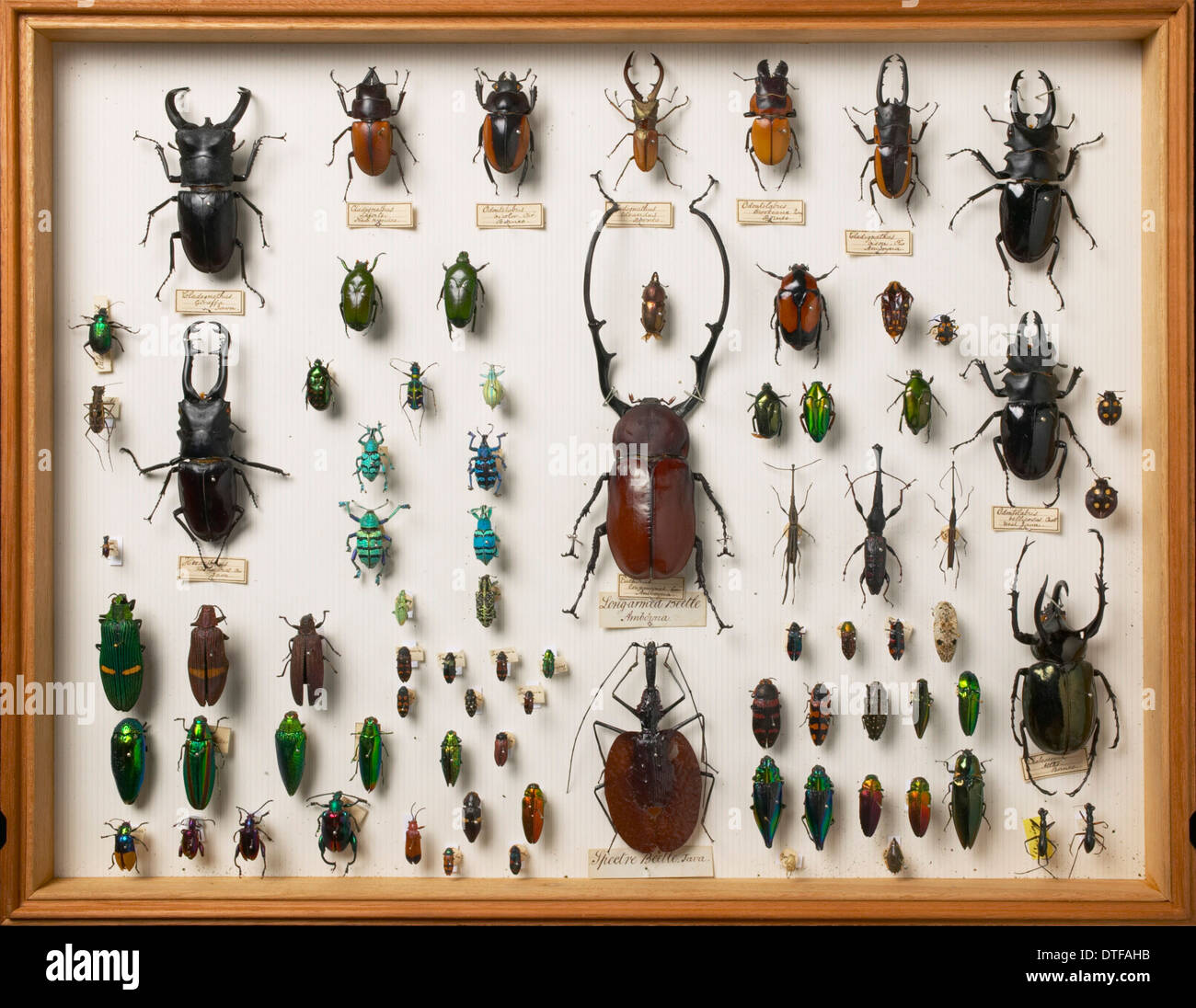 Specimens of Asian beetles from the Wallace Collection Stock Photo