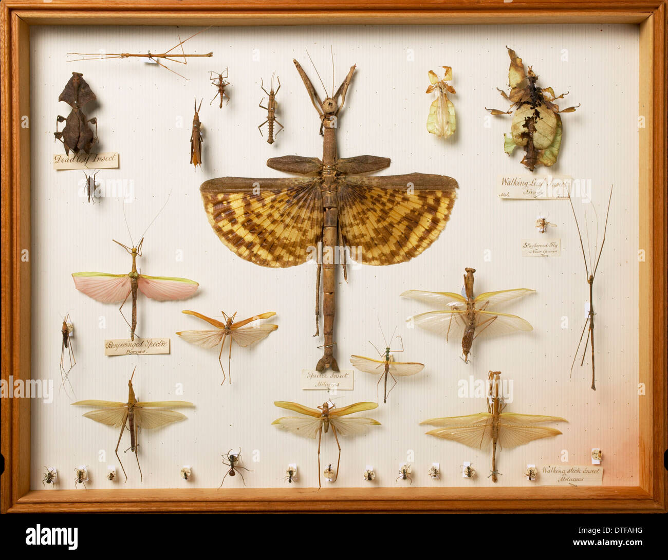 Entomological Specimens from the Wallace Collection, inc. Stag-horned Deer-fly, Phytalmia cervicornis, Stick and Leaf Insects Stock Photo