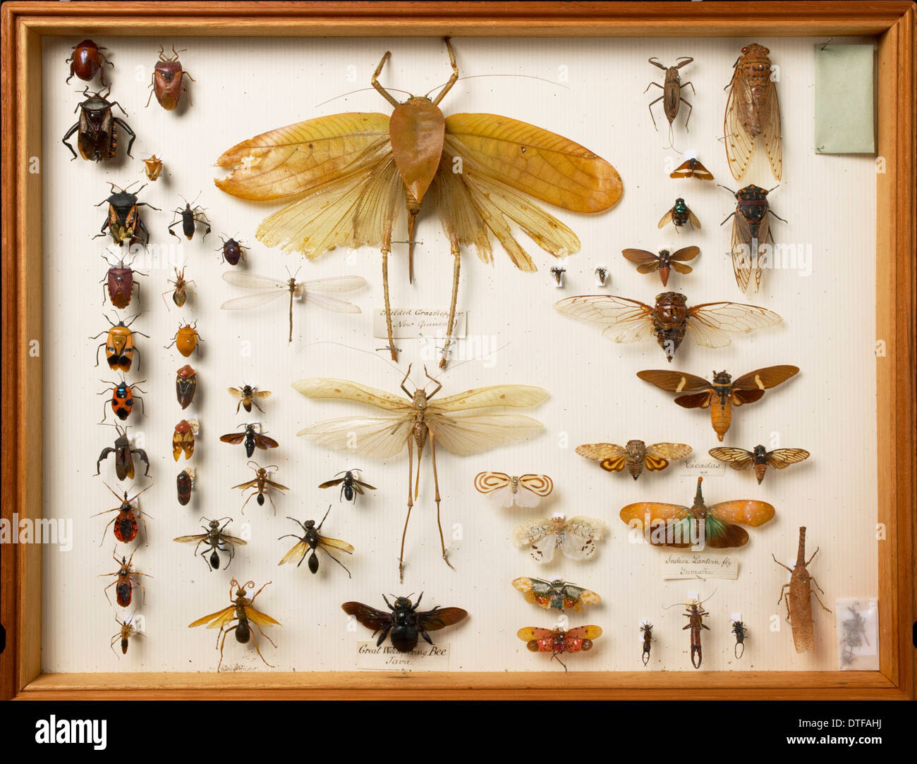 Specimens of crickets and other insects from the Wallace Collection Stock Photo