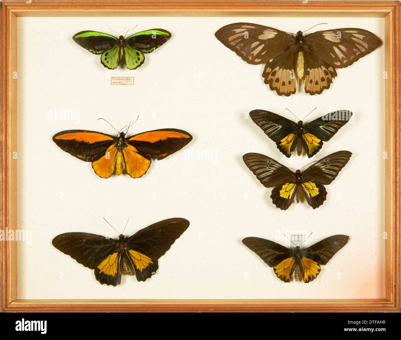 Specimens of birdwing butterflies, Papilionidae, from the Wallace Collection Stock Photo