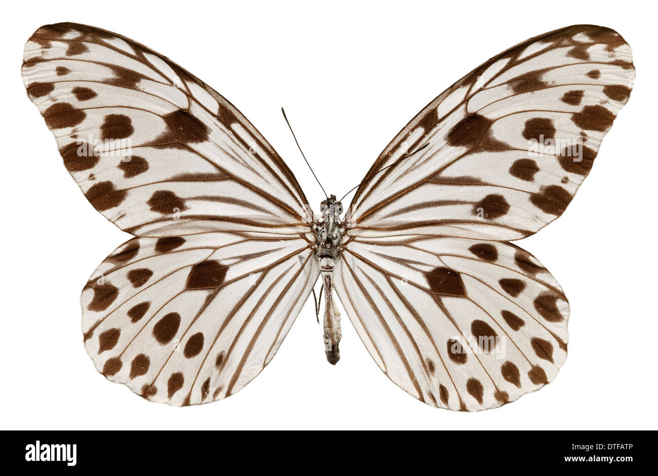 Ideopsis gaura, smaller wood nymph Stock Photo