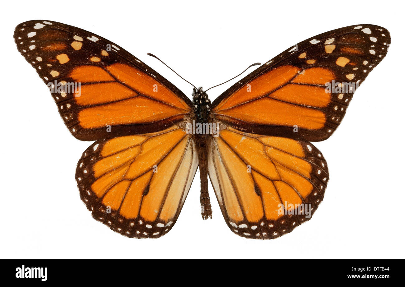 Danaus plexippus, monarch Stock Photo