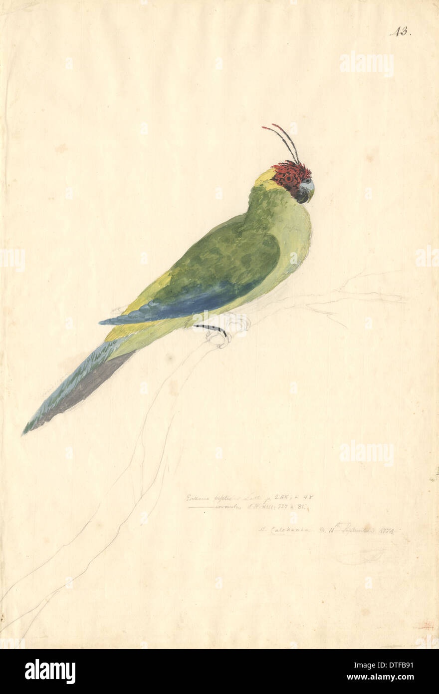 Eunymphicus cornutus, horned parakeet Stock Photo Alamy