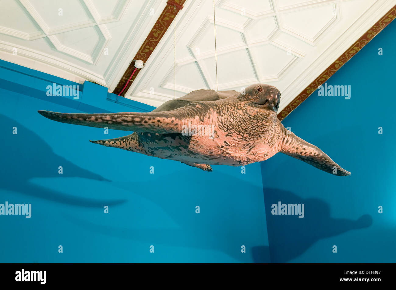 Dermochelys coriacea, leatherback turtle Stock Photo