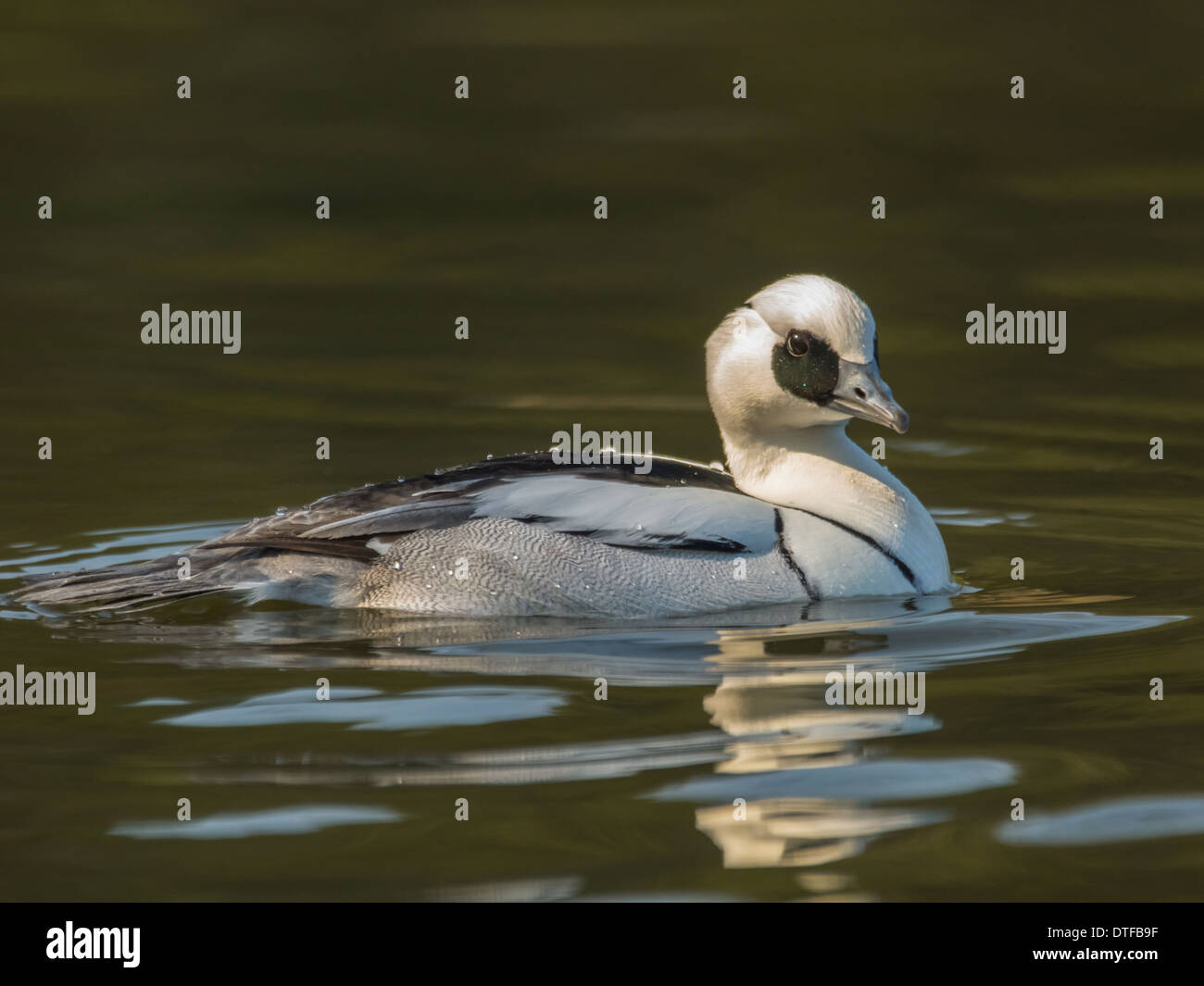 Smew / Mergus albellus Duck Stock Photo