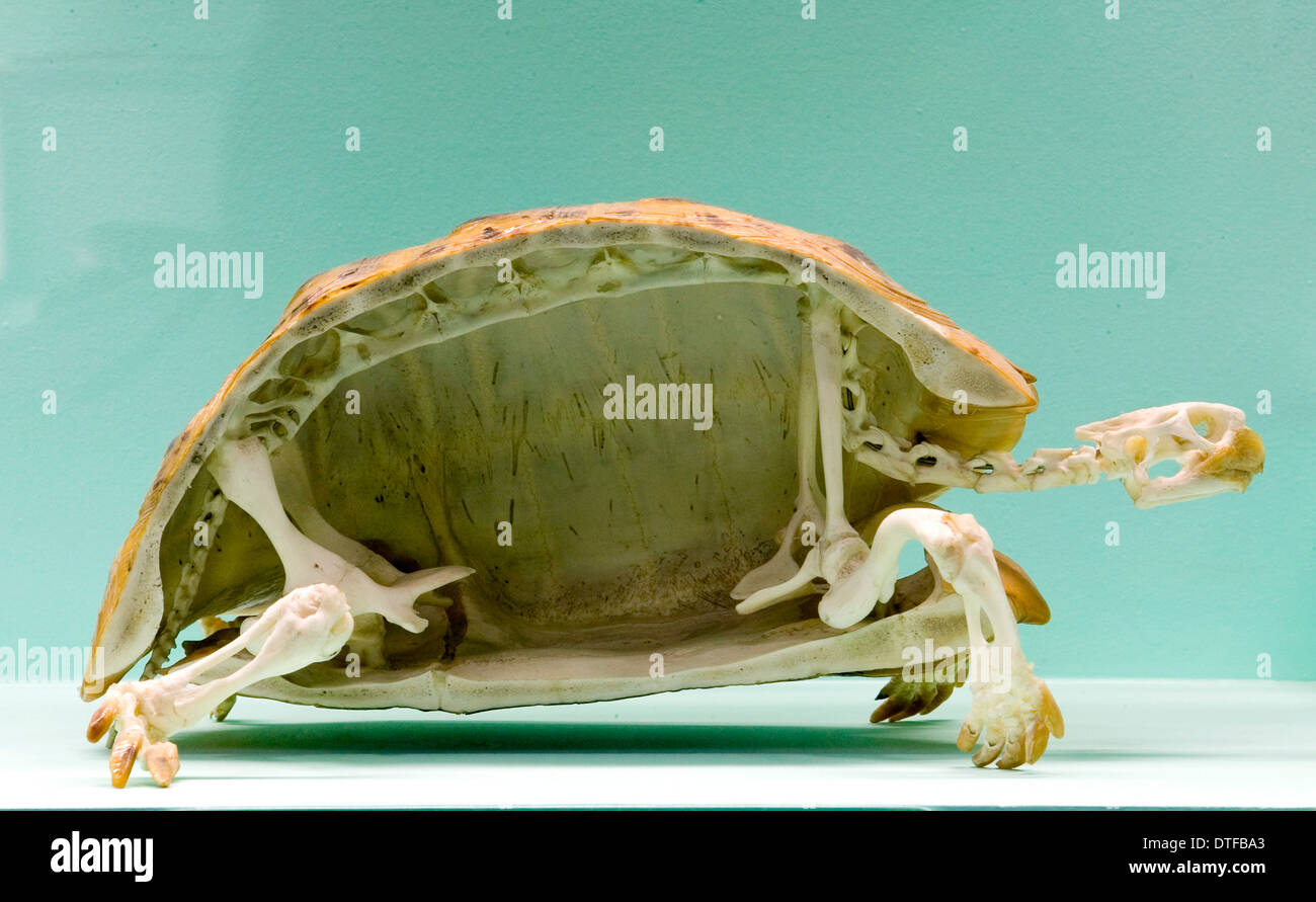 Tortoise skeleton Stock Photo