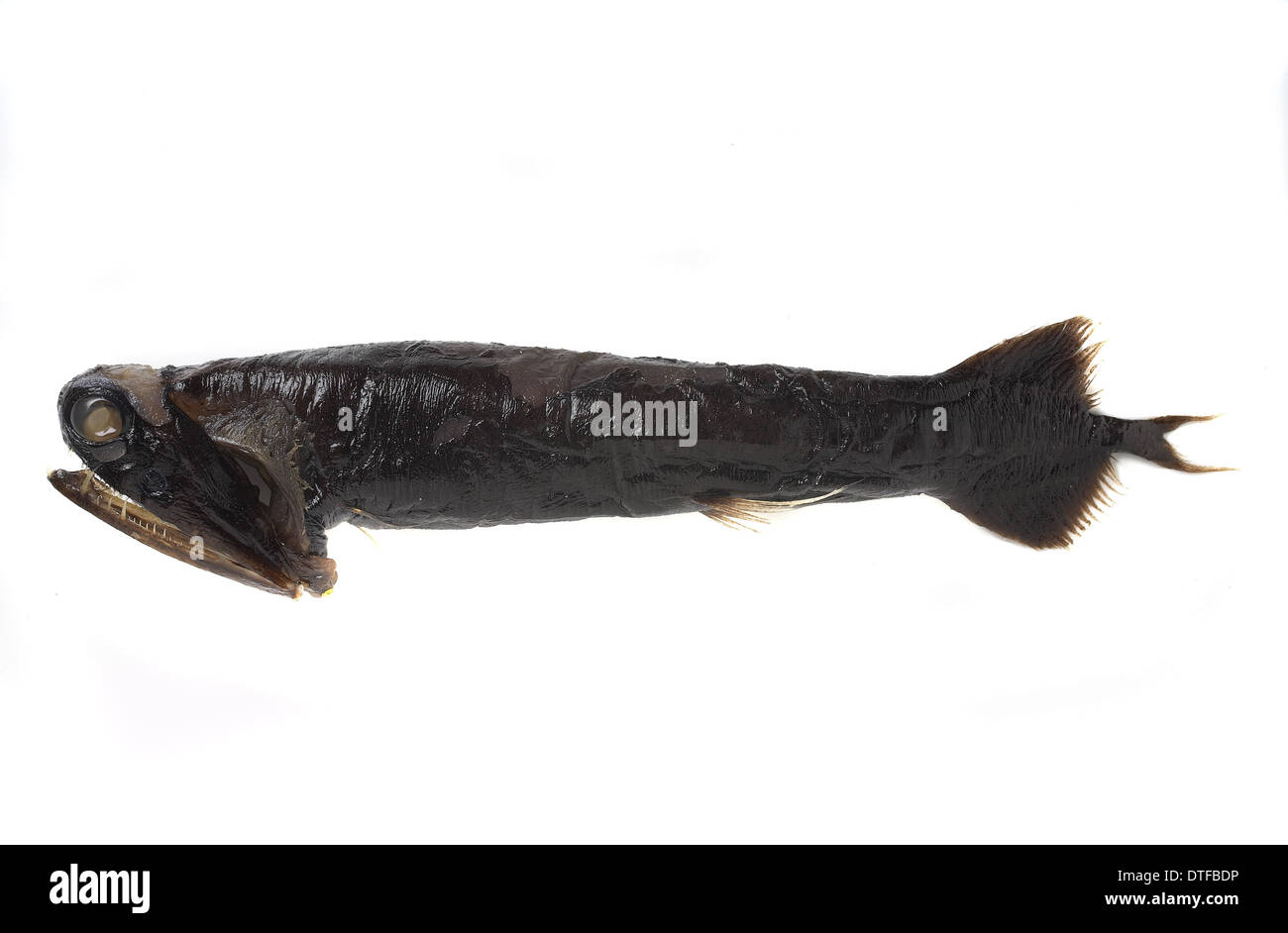 Loosejaw Fish