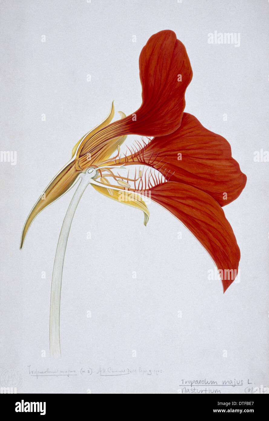 Flower illustration by Arthur Church Stock Photo
