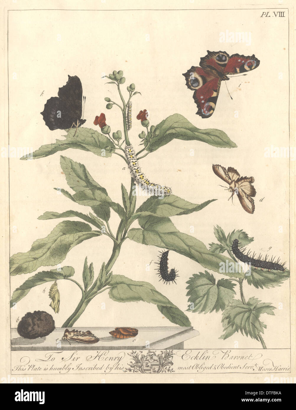 Plate VIII, The Water Betony Moth Stock Photo