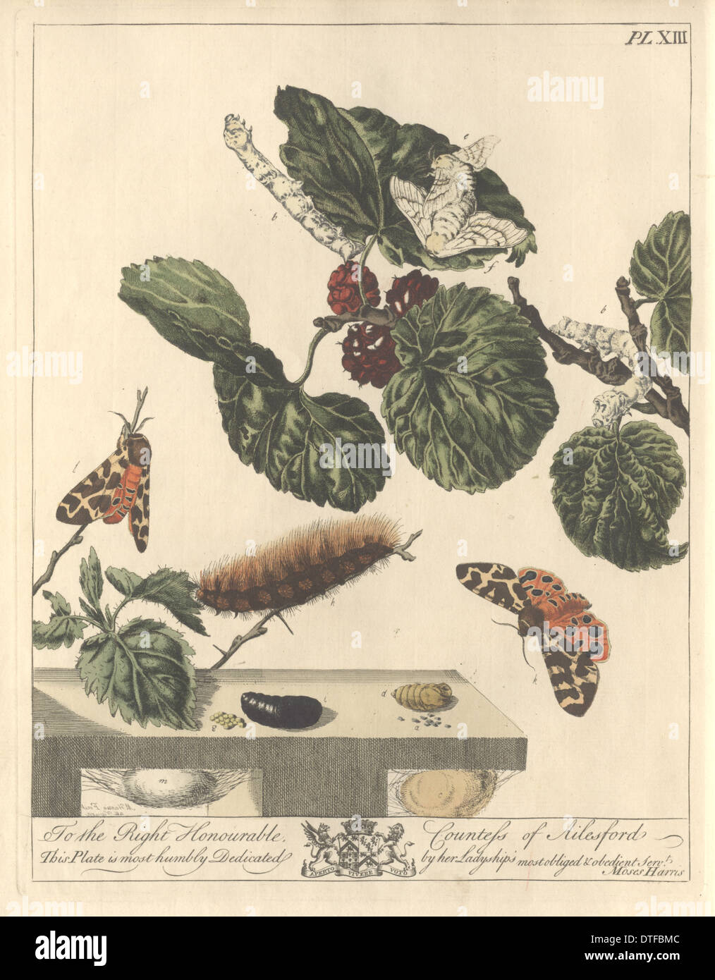 Plate XIII, The Silk-Worm Stock Photo