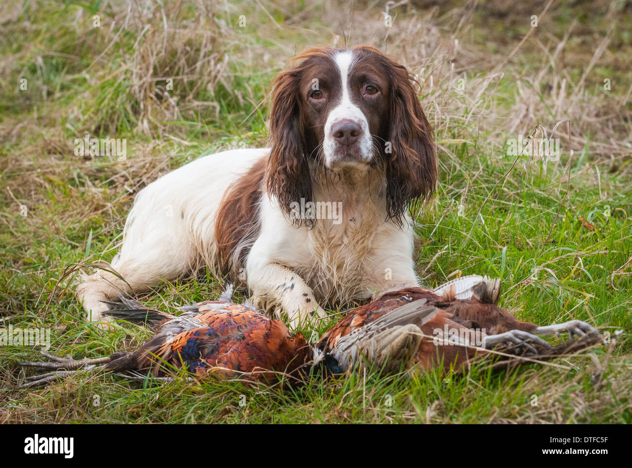 english springer spaniel working dog