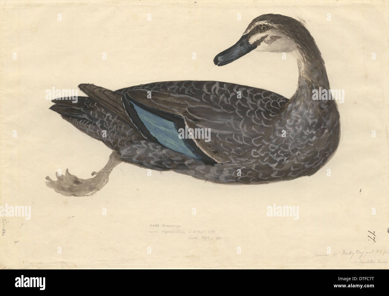 Black Duck Feet Stock Photos Black Duck Feet Stock Images Alamy