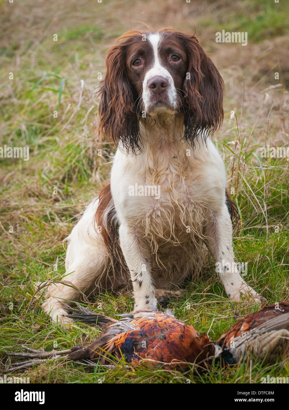 A working English Springer Spaniel gun dog sat by cock pheasants on an