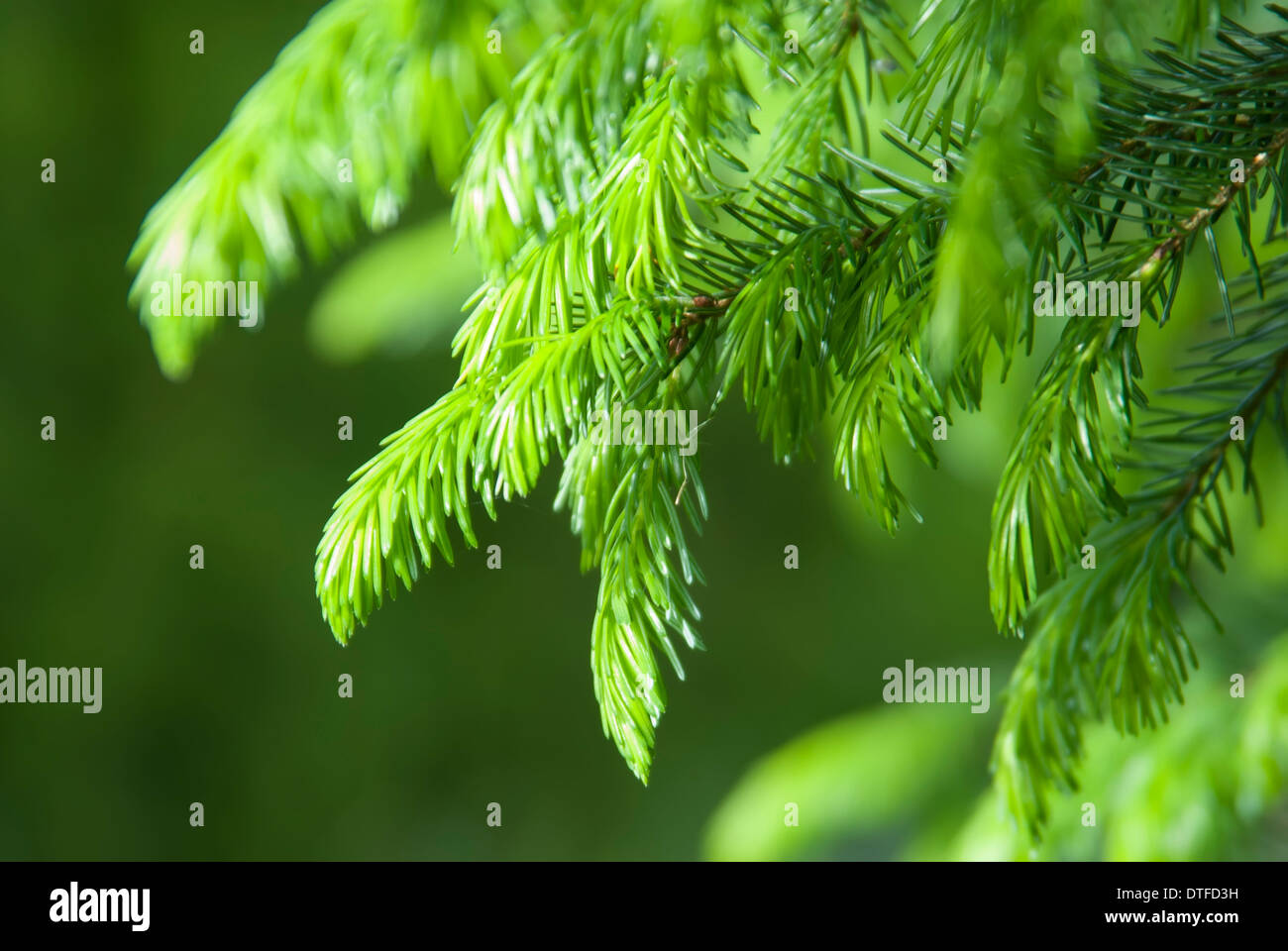 branch of coniferous tree with young buds Stock Photo
