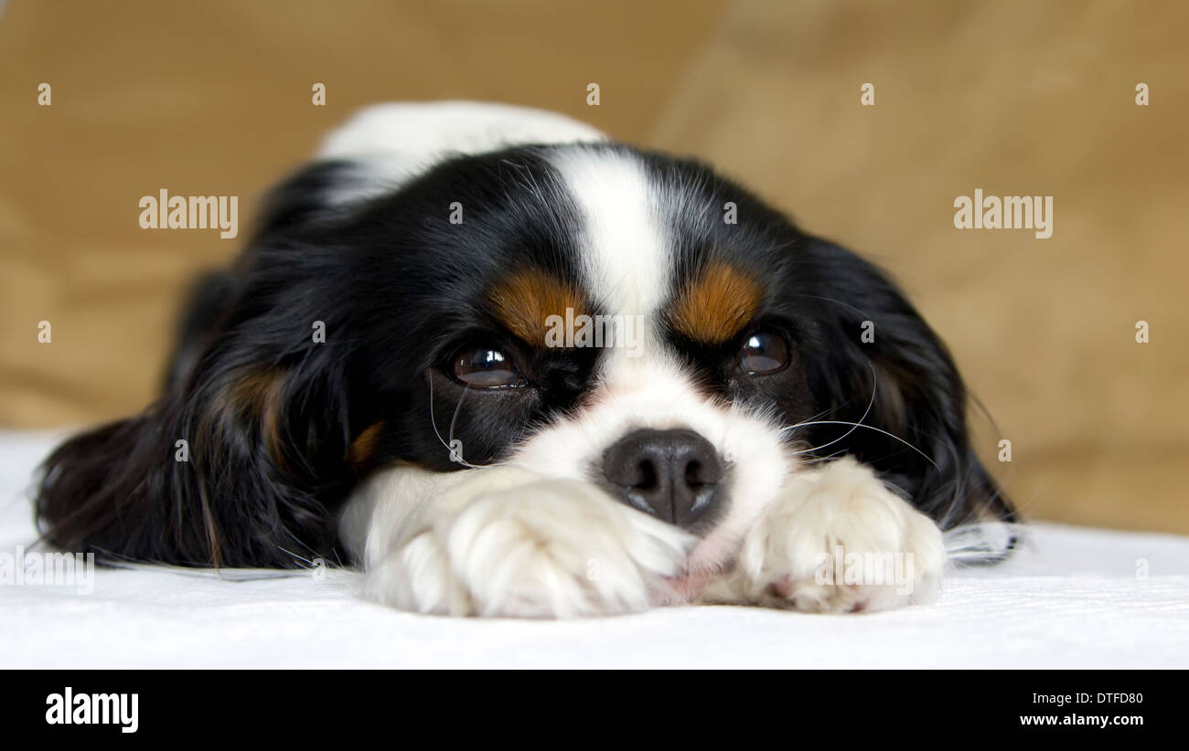 cute dog taking a nap on the couch Stock Photo