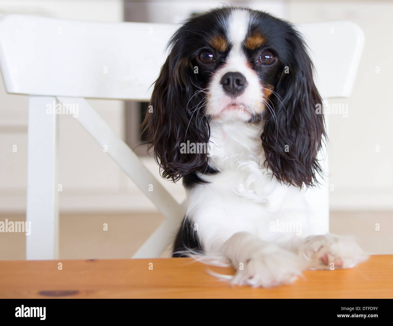 cute dog begging for food at the kitchen table Stock Photo