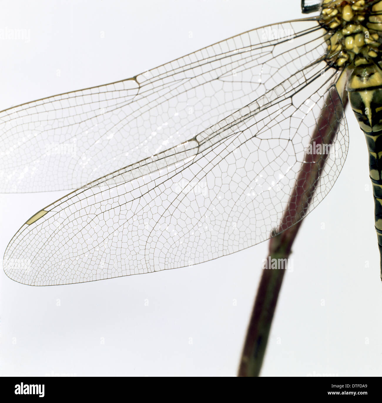 Odonata (order), dragonfly Stock Photo