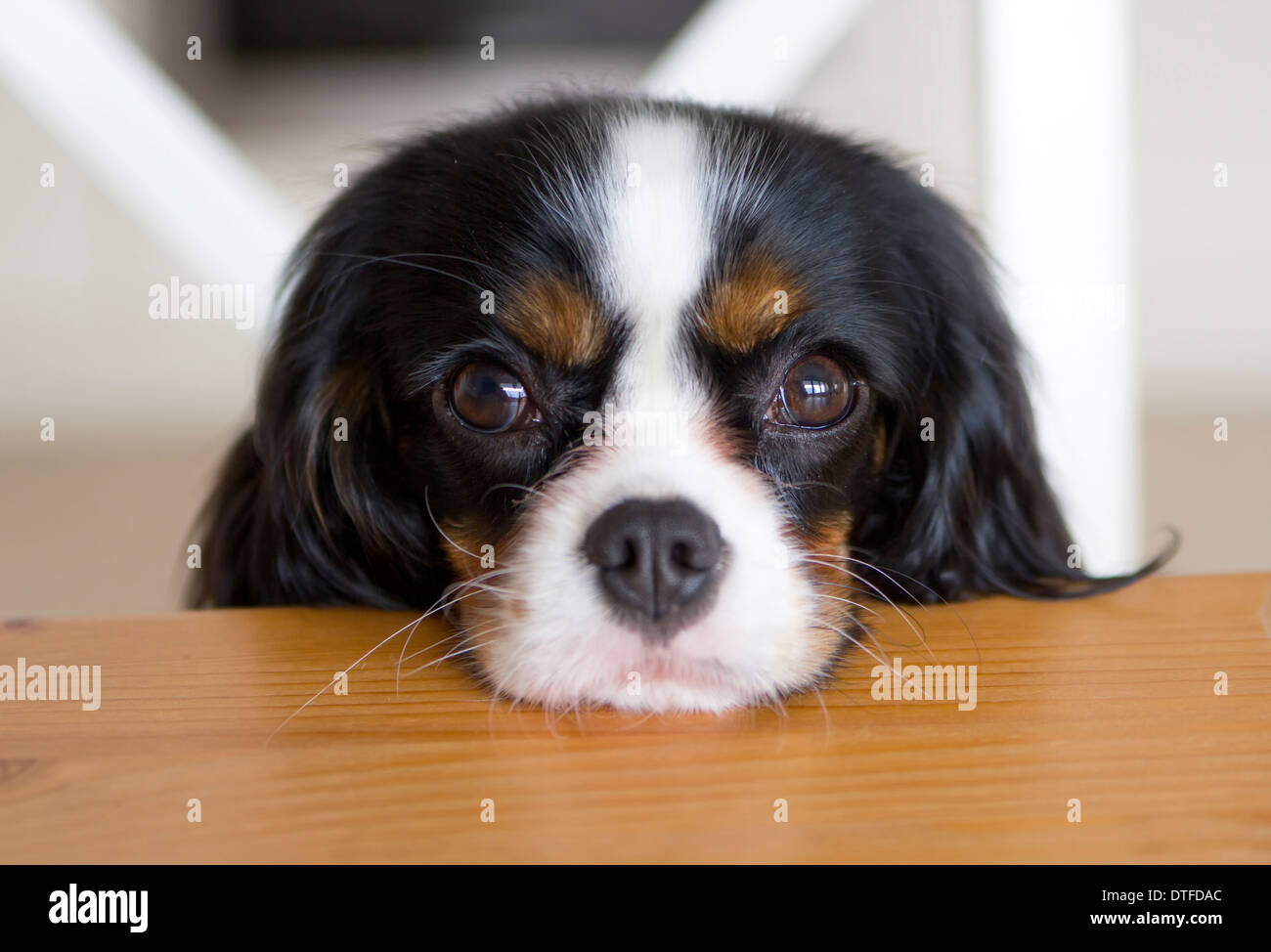 cute dog begging for food at the kitchen table Stock Photo