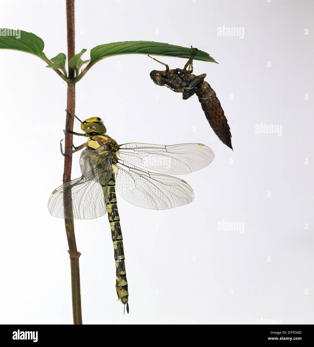 Odonata (order), dragonfly Stock Photo