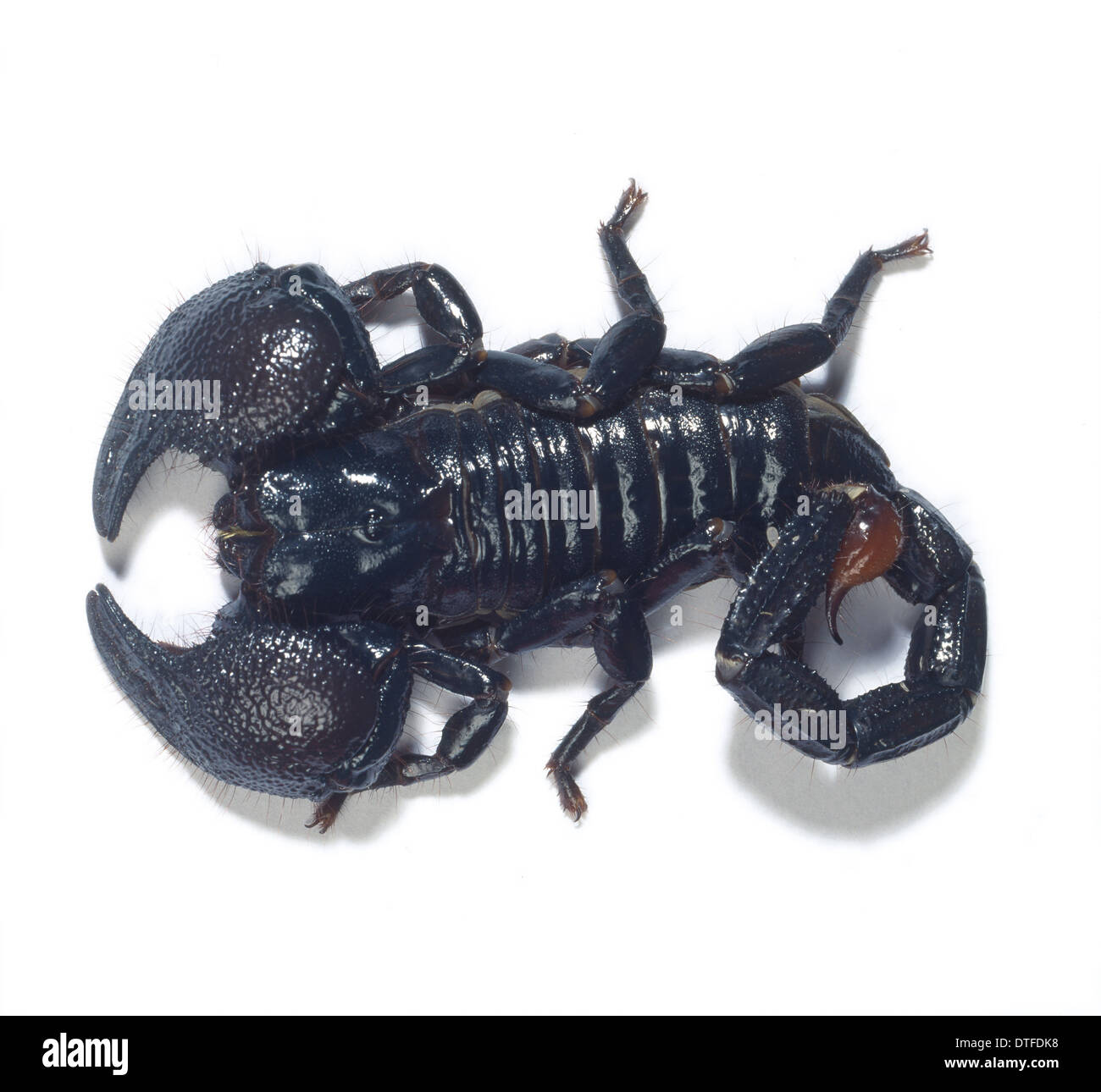 Scorpiones Order Scorpion Stock Photo Alamy