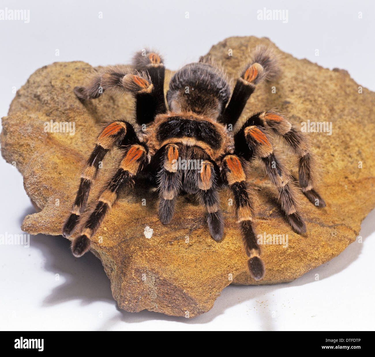 Brachypelma Smithi, Mexican Red-knee Tarantula Stock Photo - Alamy