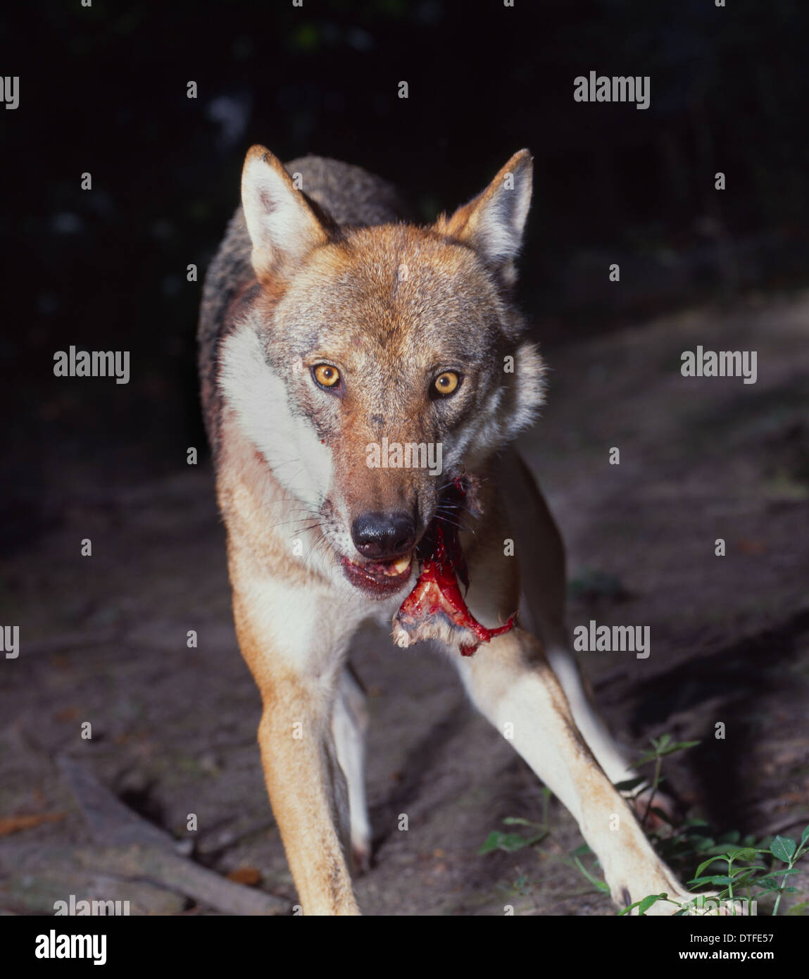 Canis lupus, European wolf Stock Photo
