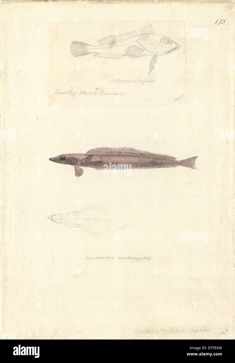 Hemerocoetes monopterygius, opalfish Stock Photo Alamy