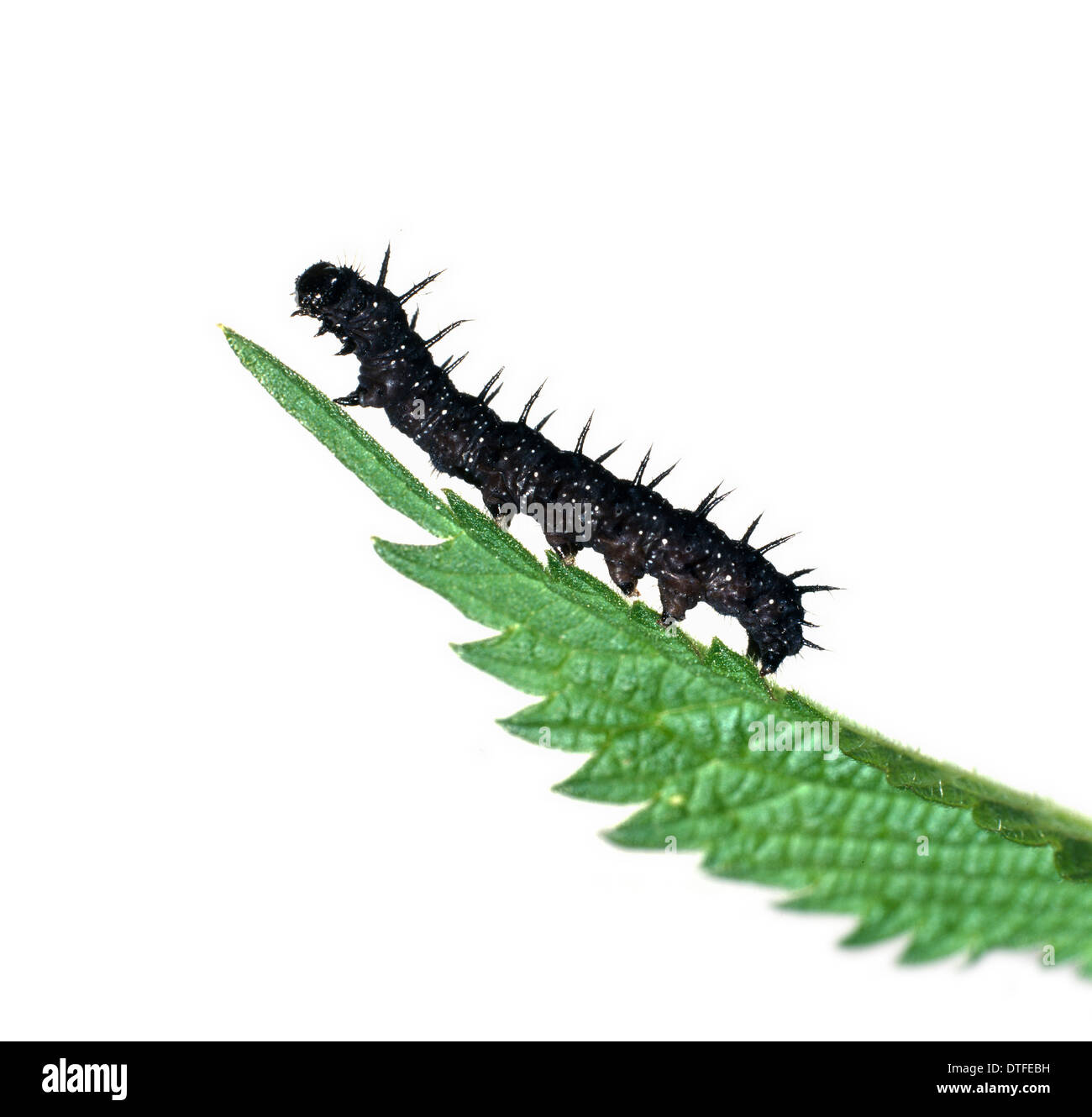 Inachis io, peacock butterfly caterpillar Stock Photo