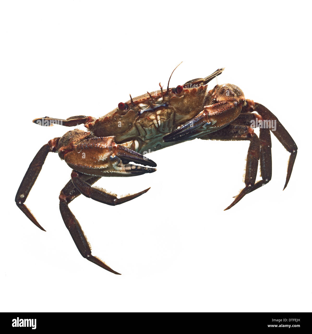 Necora puber, velvet swimming crab Stock Photo
