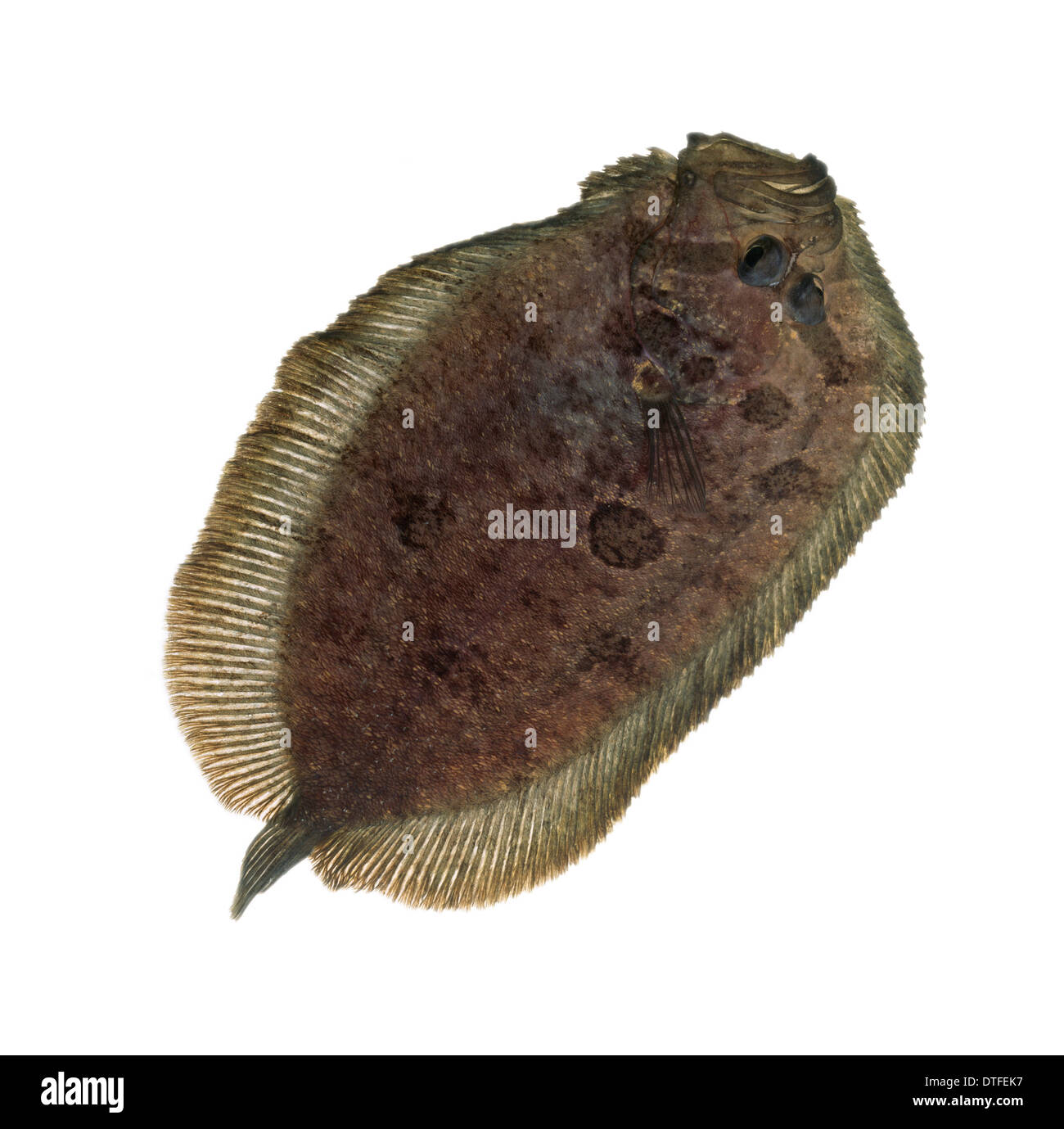 Zeugopterus punctatus, topknot fish Stock Photo Alamy