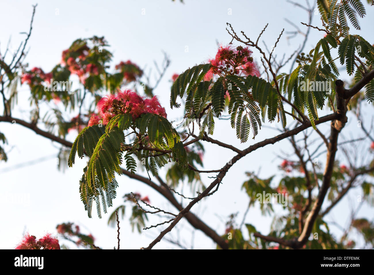 Blossoming tropical acacia Albizia julibrissin in clear day on blue Stock Photo