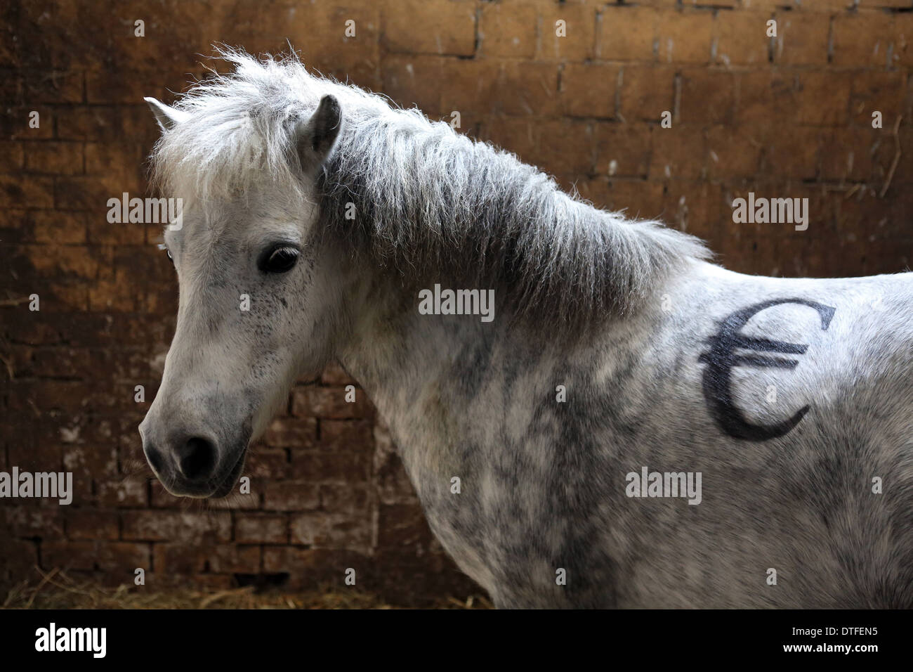 Koenigs Wusterhausen, Germany, Shetland Pony with euro sign on the back Stock Photo