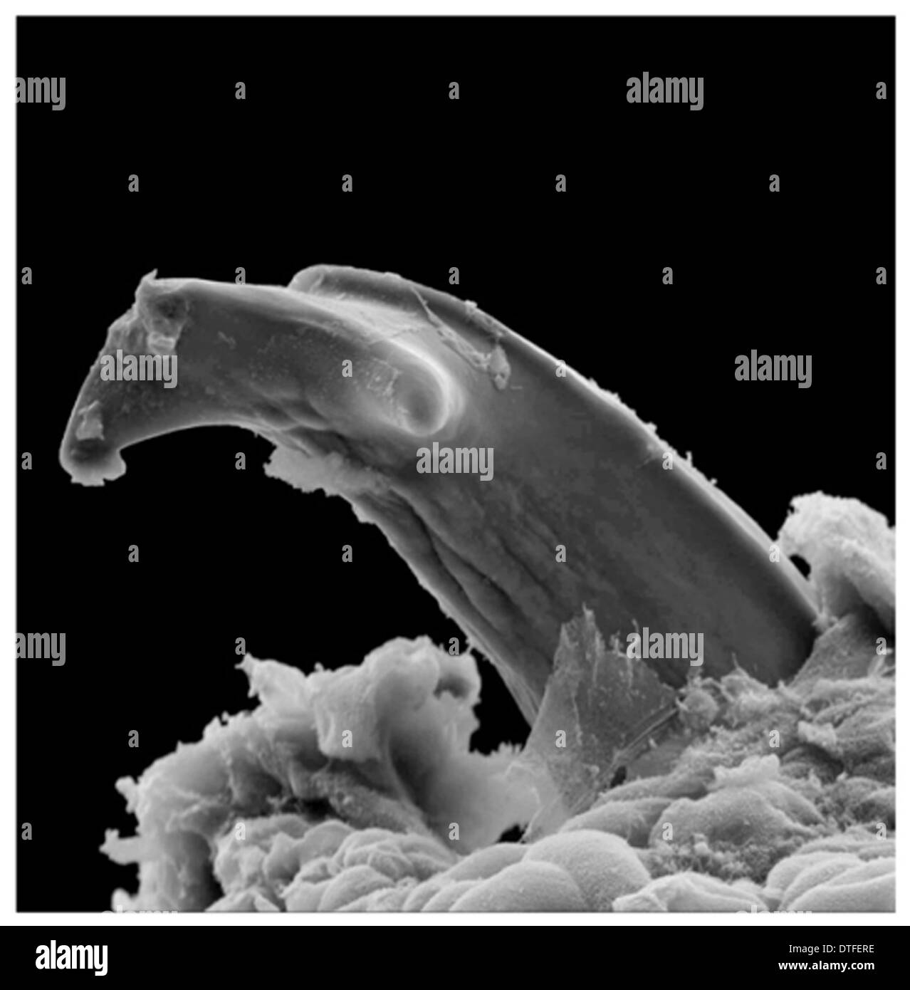 Boulengerula taitanus, taita caecilian tooth Stock Photo