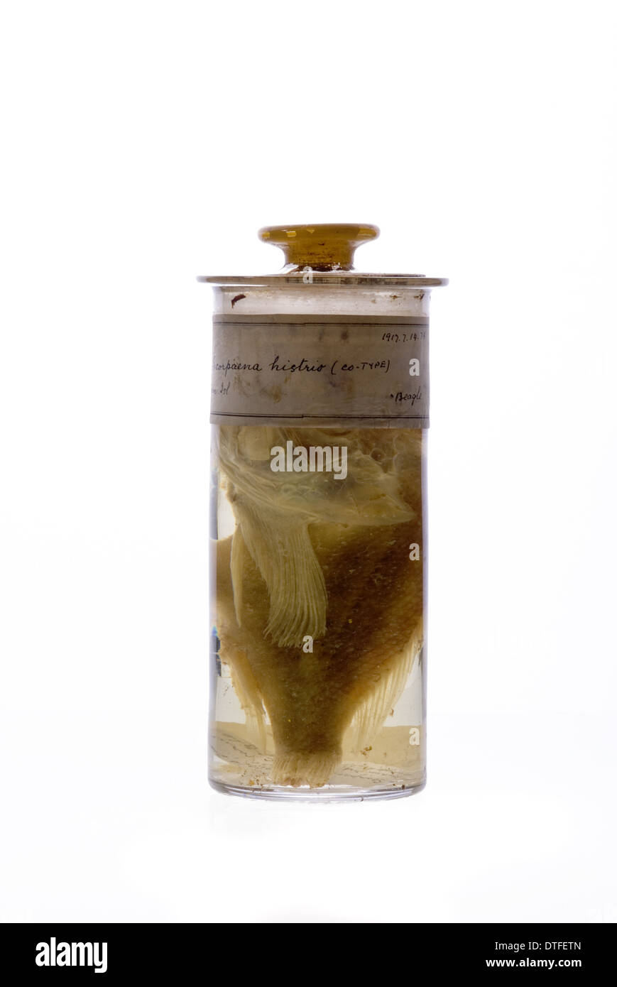 Scorpaena histrio, player scorpionfish Stock Photo