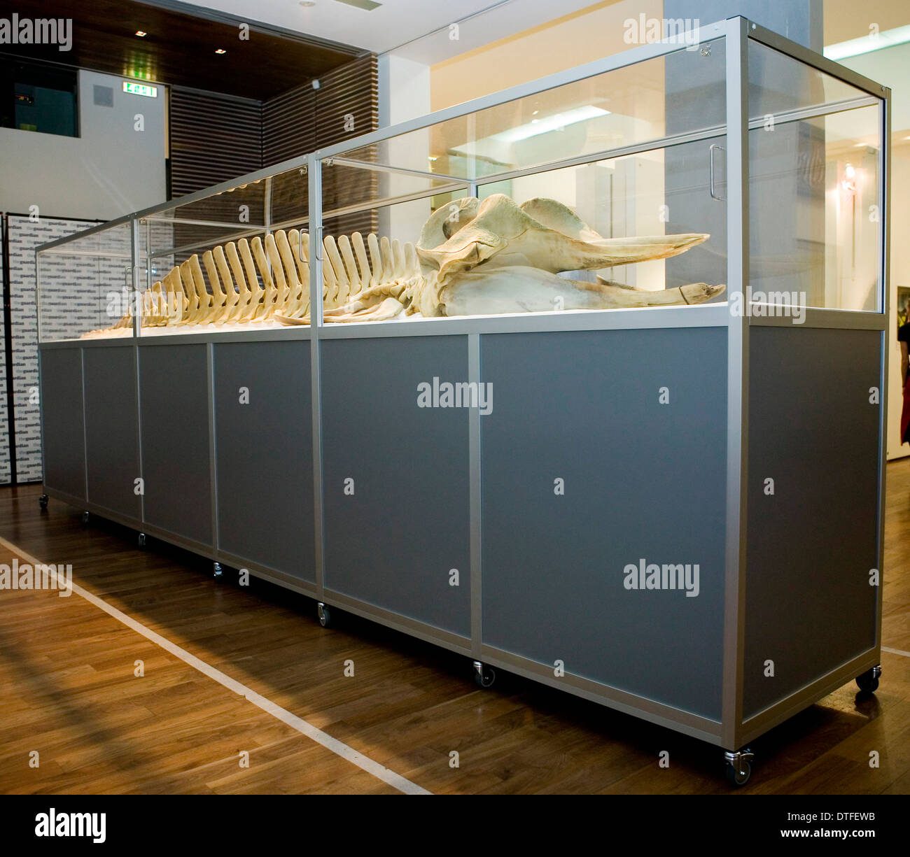 Hyperoodon ampullatus, northern bottlenose whale Stock Photo Alamy