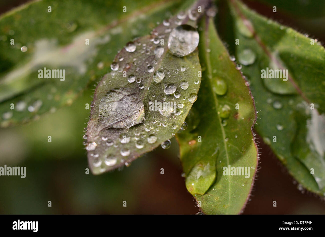 Close-up of water drops on a leaf of Honeysuckle / Lonicera periclymenum. World Water Day concept. Leaf with water drops on it. Stock Photo