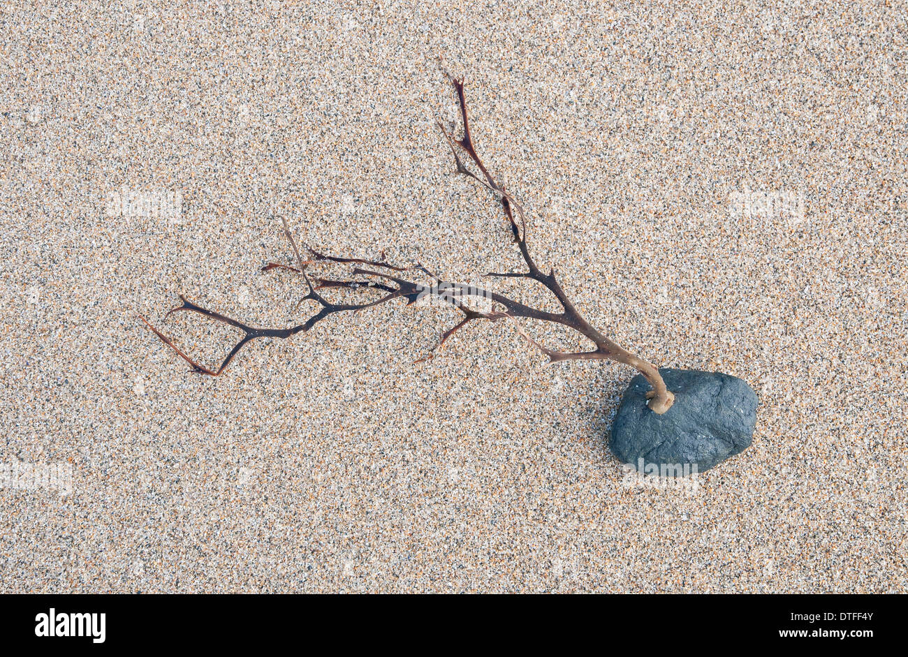 seaweed stuck to stone, normandy, france Stock Photo Alamy