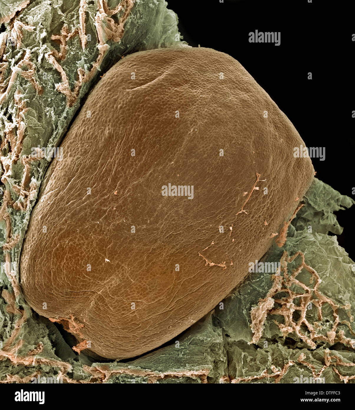Vitis sp., grape seed Stock Photo