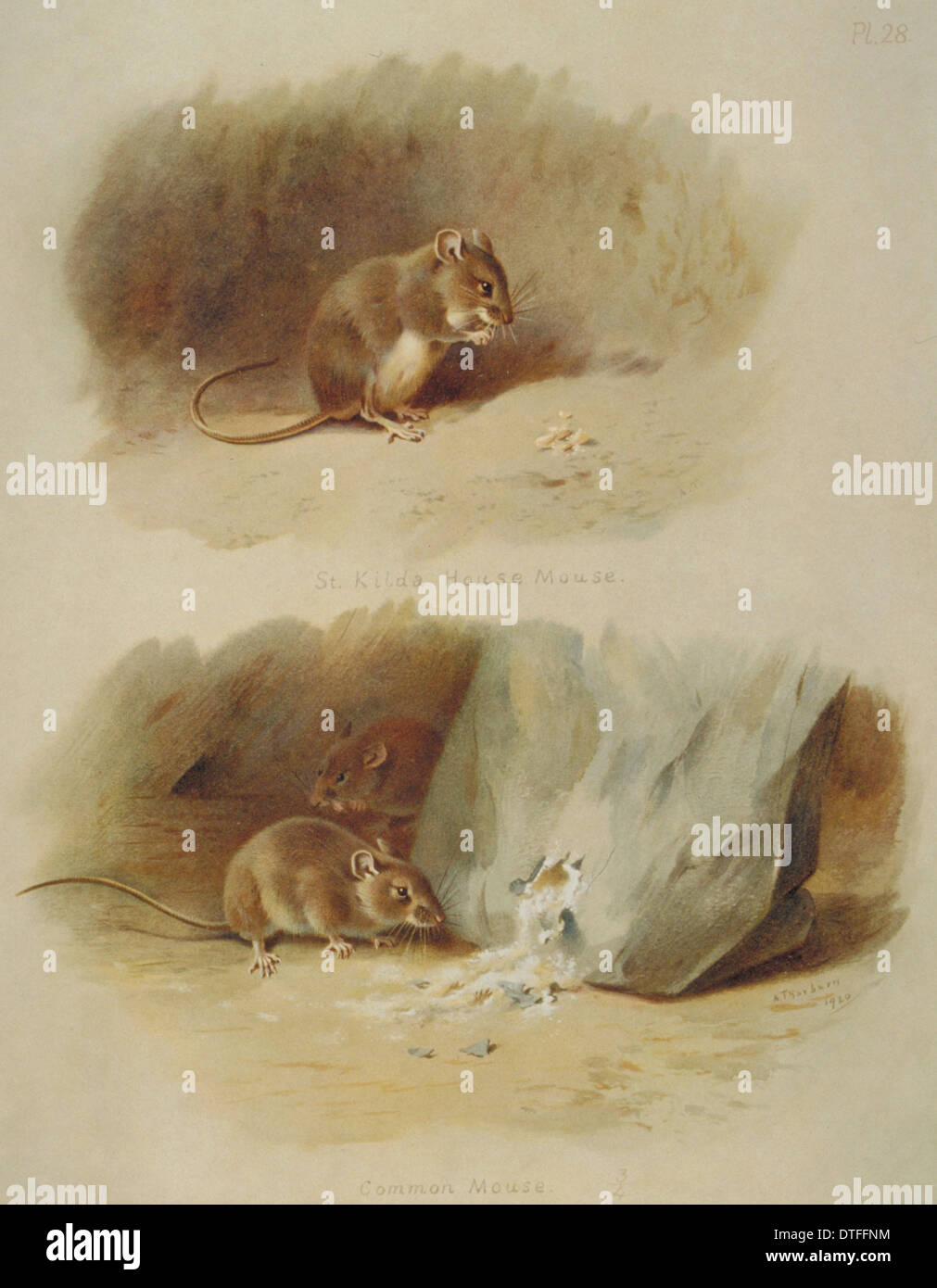 Mus musculus, house mouse and Mus muralis, St. Kilda house mouse Stock