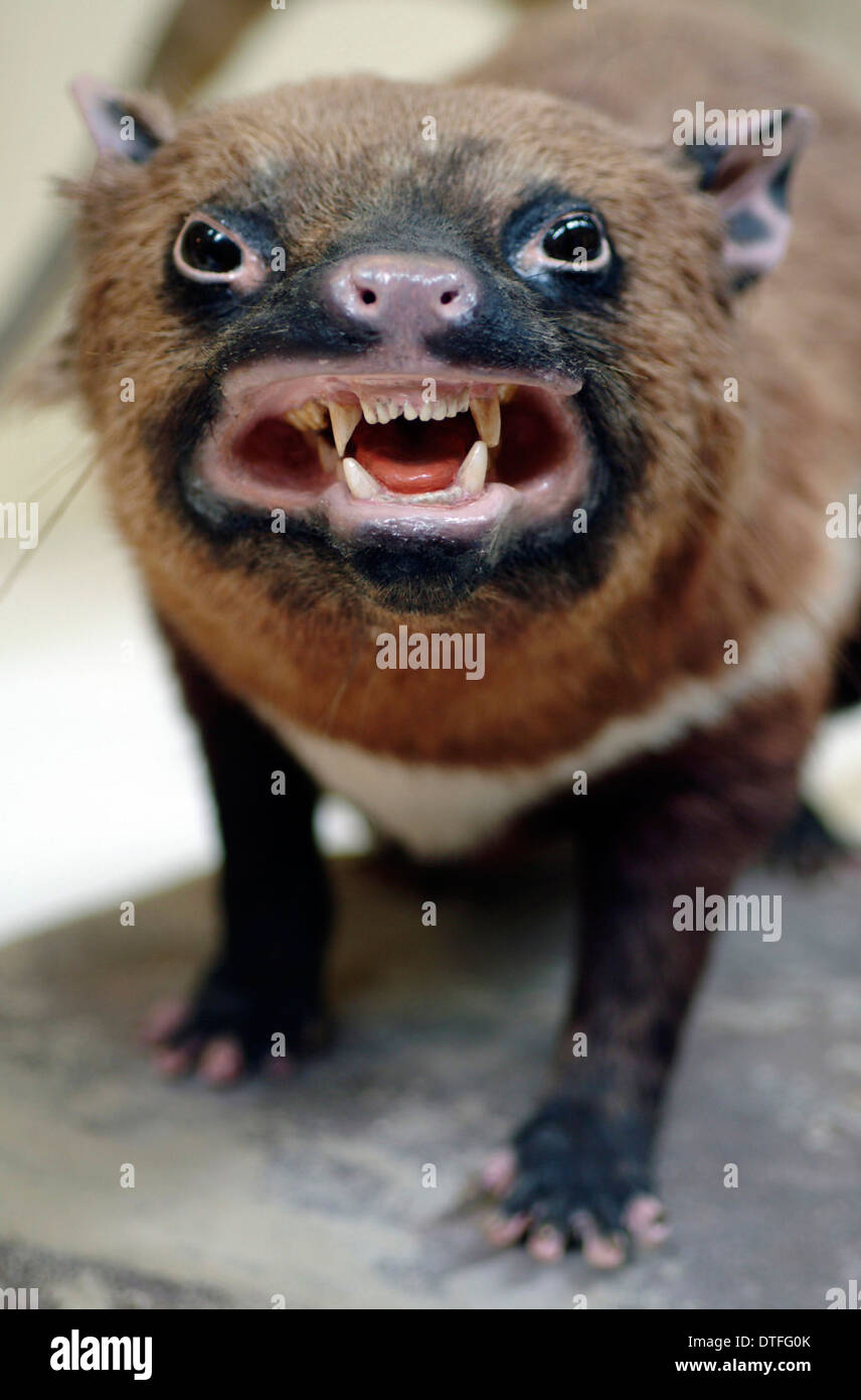 Sarcophilus laniarius, Tasmanian devil Stock Photo