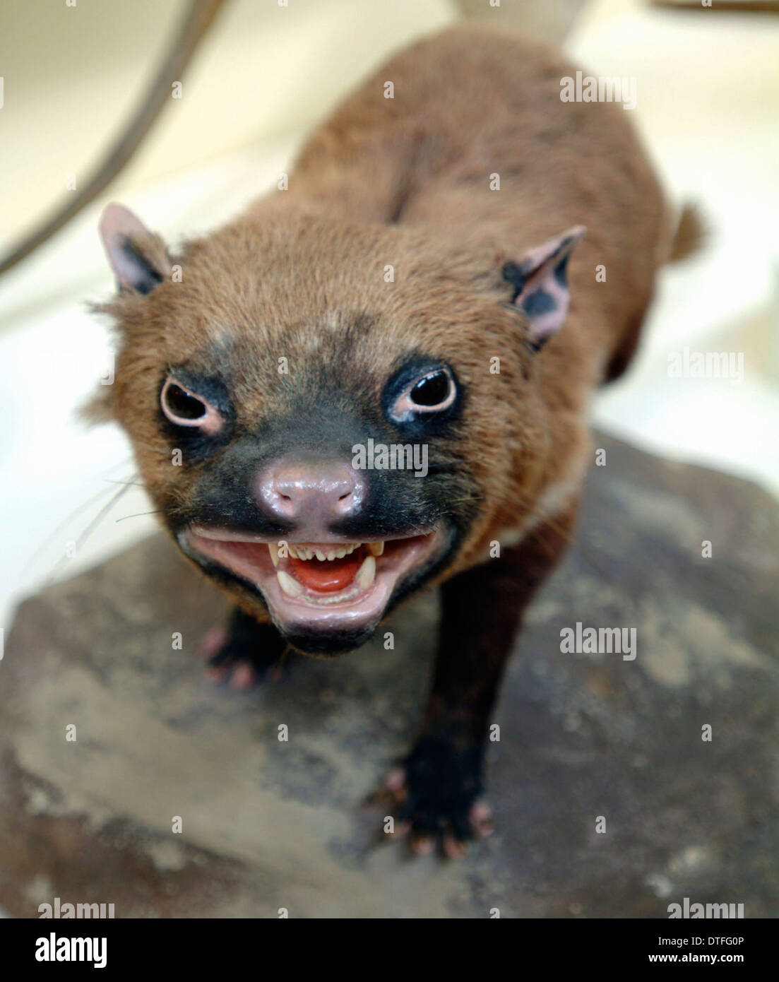 Sarcophilus laniarius, Tasmanian devil Stock Photo