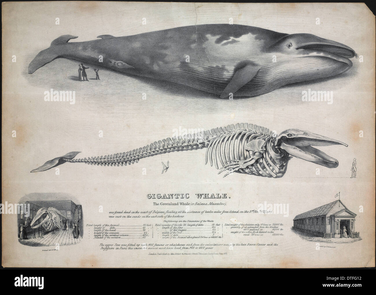 Engraving of the Baloena musculus, greenland whale. Stock Photo