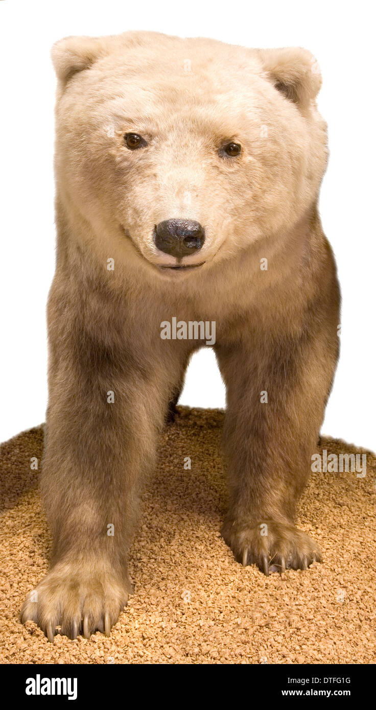 Polar bear- Grizzly bear hybrid. Stock Photo