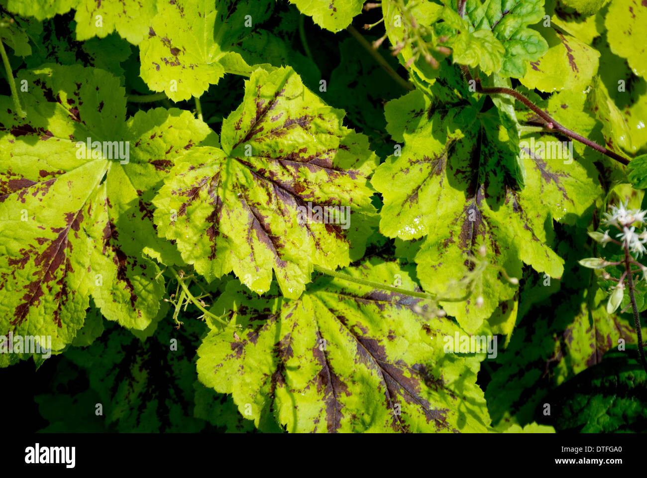 Heuchera plants Stock Photo