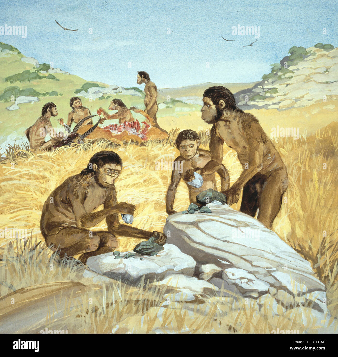 Homo Habilis Homo Habilis