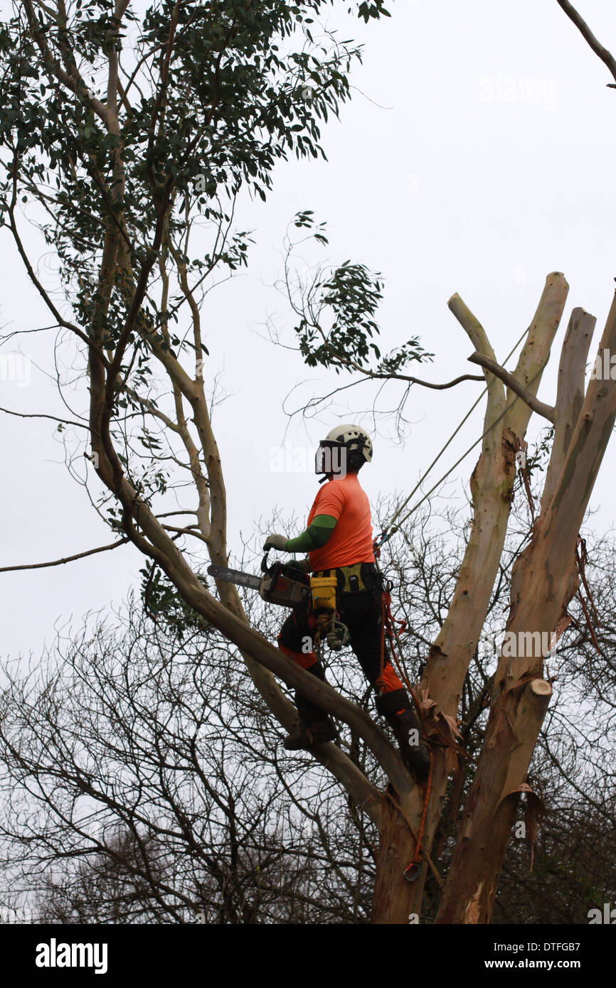 Saw to cut high branches deals